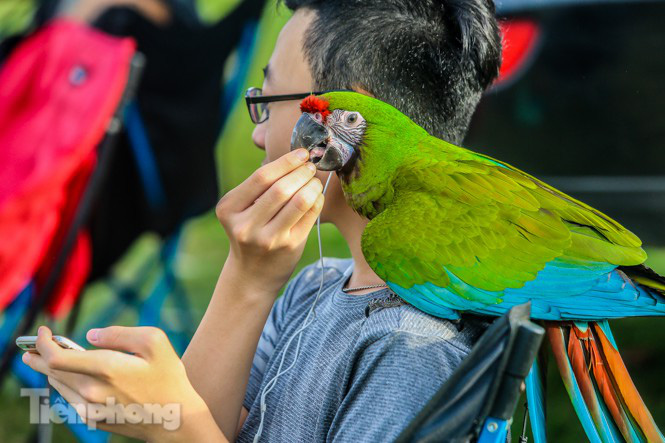 &quot;Bộ sưu tập&quot; vẹt sặc sỡ quý hiếm giá nghìn đô xuất hiện tại Hà Nội - Ảnh 6.