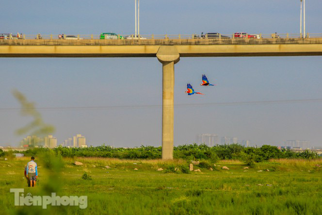 &quot;Bộ sưu tập&quot; vẹt sặc sỡ quý hiếm giá nghìn đô xuất hiện tại Hà Nội - Ảnh 9.