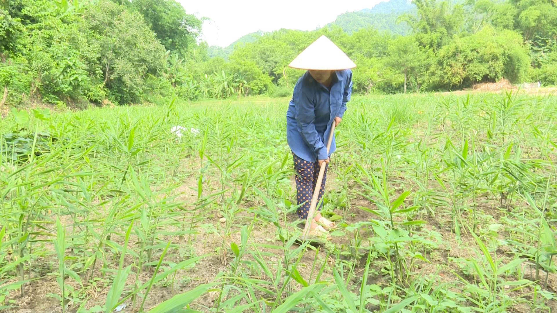 Bắc Kạn: Nông dân lao đao vì gừng “không chịu mọc” - Ảnh 1.