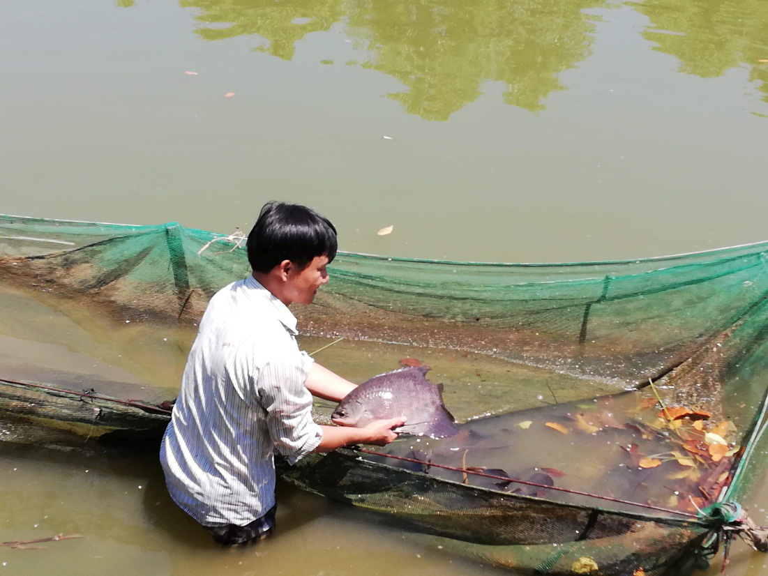 Đắk Lắk: Loài cá rô cờ quý hiếm cỡ nào mà ở đây thuần hoá và nuôi nhân giống? - Ảnh 2.