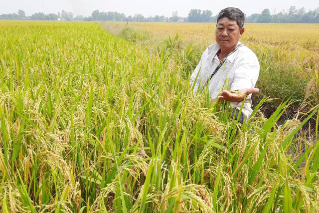 Ngăn chặn lúa &quot;Thiên Đàng&quot; ở Đồng Tháp: Công an vào cuộc điều tra - Ảnh 1.