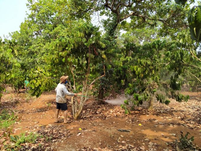 Cho tiêu, điều &quot;ở chung&quot; với ca cao, nông dân Bình Phước sống khỏe - Ảnh 1.