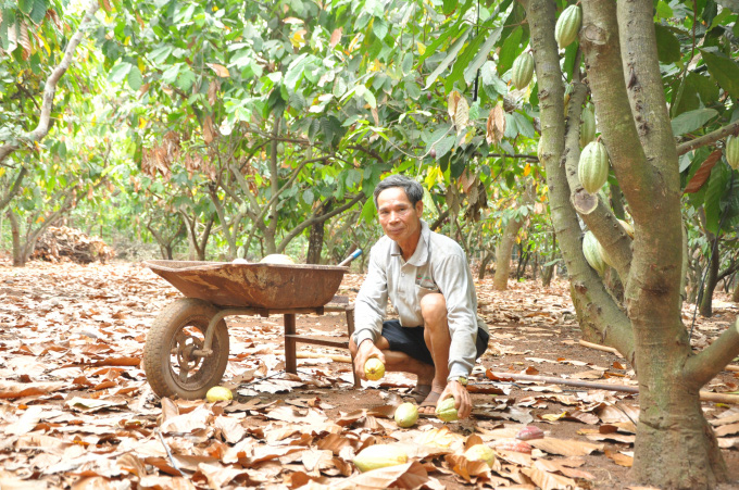 Cho tiêu, điều &quot;ở chung&quot; với ca cao, nông dân Bình Phước sống khỏe - Ảnh 2.