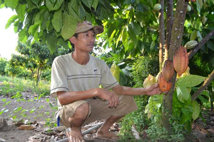 Cho tiêu, điều &quot;ở chung&quot; với ca cao, nông dân Bình Phước sống khỏe - Ảnh 4.