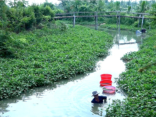 An Giang: Xuống sông săn bắt hàng chục ký trùn chỉ, kiếm tiền triệu mỗi ngày - Ảnh 1.