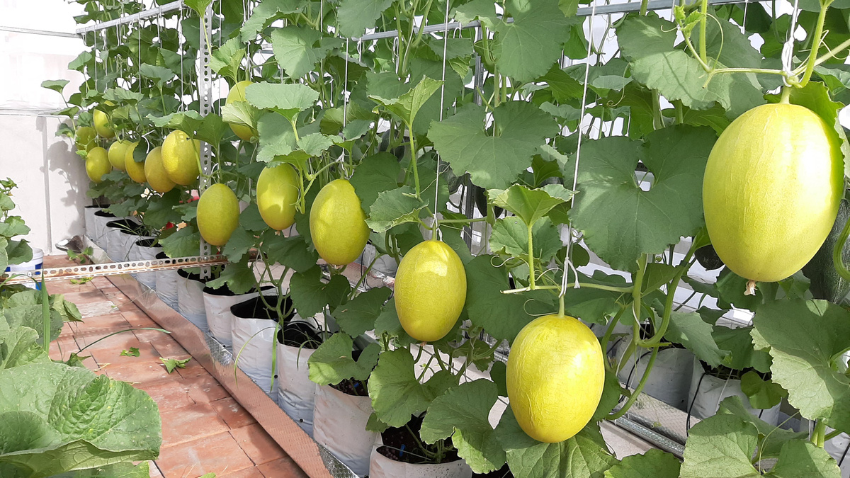 Phú Yên: Vườn dưa trăm trái trên sân thượng của anh kỹ sư viễn thông - Ảnh 10.