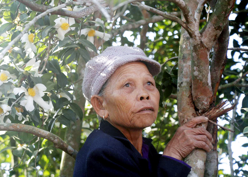 Chuyện bất ngờ về cây mít đại lão cổ thụ đất Bình Liêu, có năm cả làng hái quả ăn không hết - Ảnh 3.