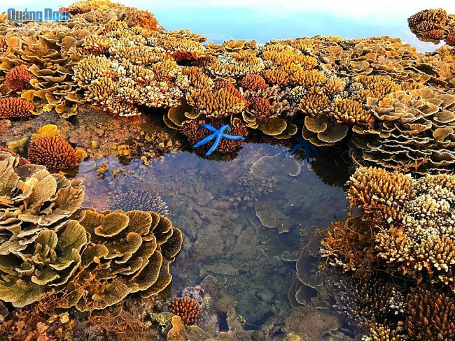 Mách bạn với hơn 108 hình vẽ san hô hay nhất thtantai2eduvn