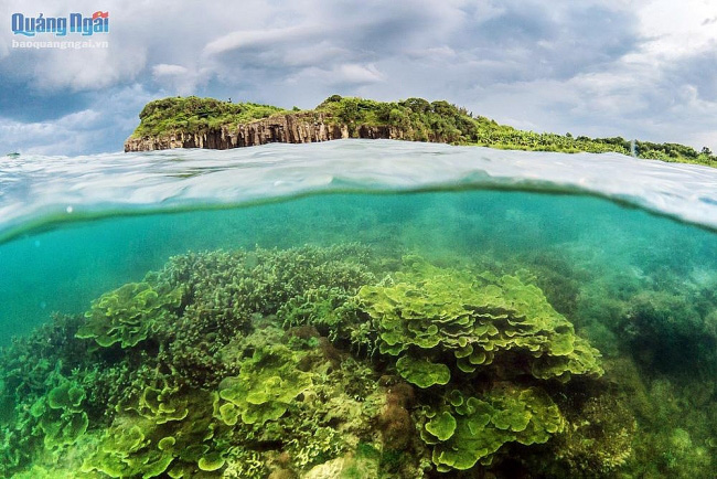 Bạn muốn khám phá vẻ đẹp hoang sơ và hùng vĩ của rừng san hô Quảng Ngãi? Hãy thưởng thức bộ sưu tập hình ảnh với không gian xanh ngát, những thác nước bình dị và những đàn cá bơi lội quanh đó. Đảm bảo bạn sẽ được tận hưởng những trải nghiệm vô cùng tuyệt vời.