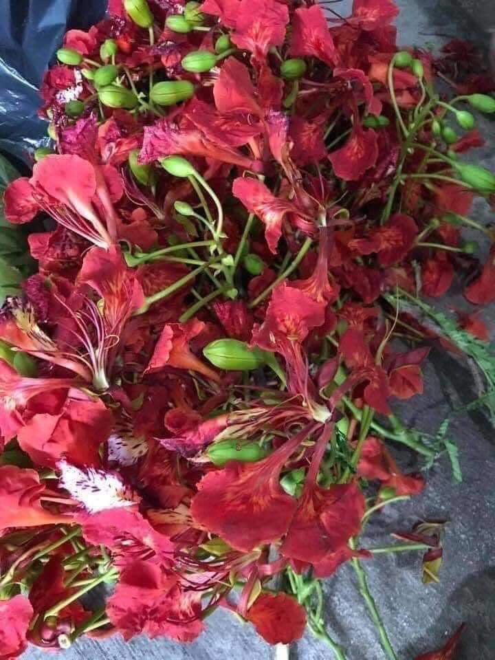 Kỳ lạ loài hoa nở đỏ rực vào mùa hè lại bất ngờ trở thành món ăn gây sốt - Ảnh 3.