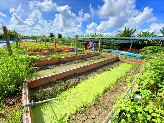 Do đam mê nông nghiệp, anh La Hữu Lộc, bỏ công việc làm công nghệ thông tin ở Singapore về Việt Nam thực hiện ước mơ nuôi lươn sinh sản và mở trại sản xuất lươn giống Tam Lộc ở phường Thới An Đông, quận Bình Thủy, TP. Cần Thơ.