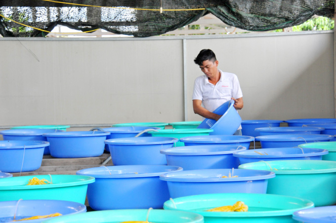 Kỹ sư CNTT bỏ lương triệu đô về nuôi 130 bồn con trơn nhớt, mỗi năm cung cấp 1 triệu con giống - Ảnh 4.