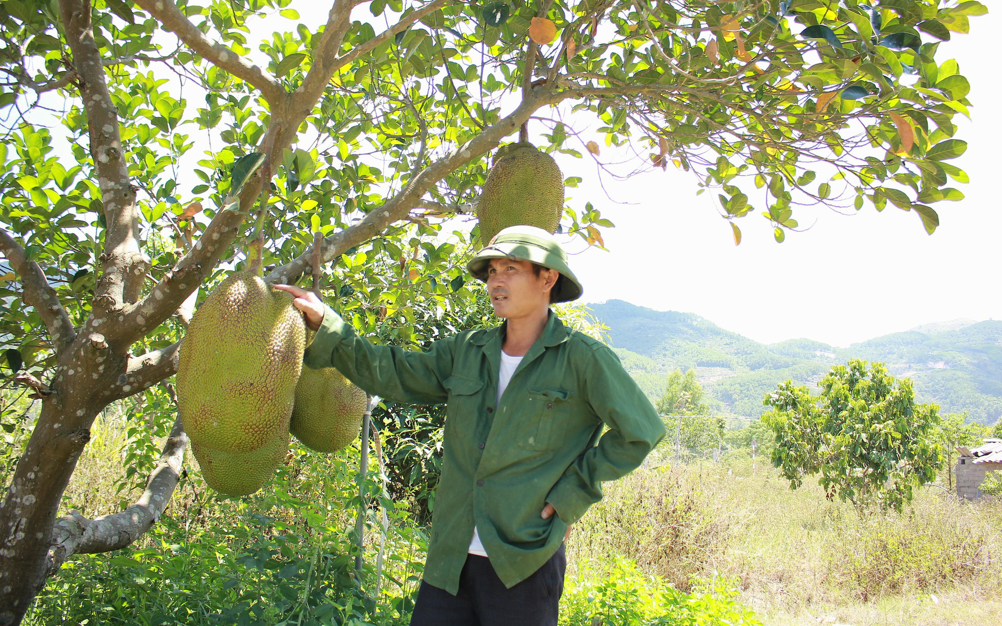 Nghệ An: Đùng đùng bỏ về quê trồng mít Thái, ai đi qua cũng khen "trái siêu to khổng lồ"