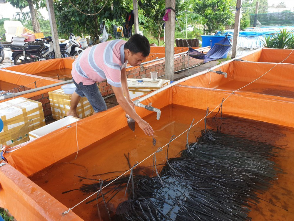 Kỹ sư công nghệ thông tin đam mê nuôi lươn đồng - Ảnh 6.