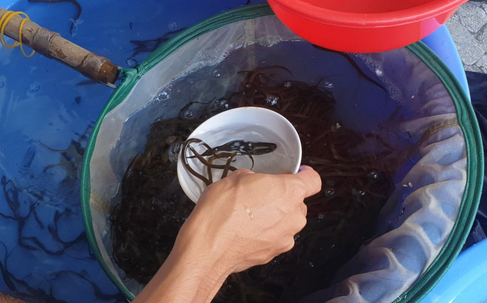 Kỹ sư công nghệ thông tin đam mê nuôi lươn đồng - Ảnh 11.