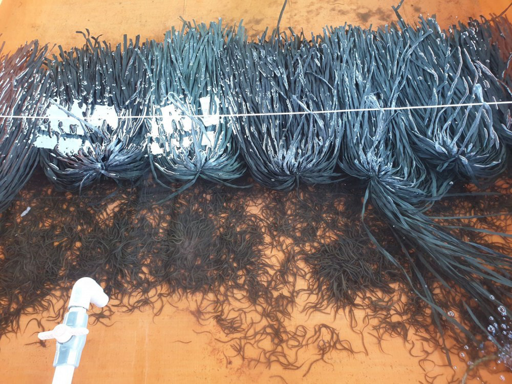 Kỹ sư công nghệ thông tin đam mê nuôi lươn đồng - Ảnh 7.