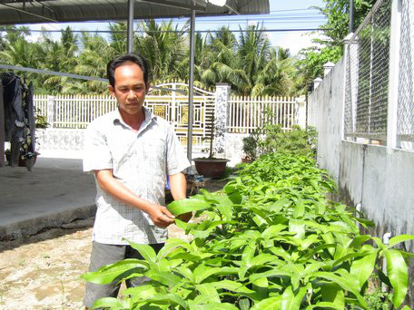 Hậu Giang: Giống xoài lạ có màu hồng phấn rất đẹp, mỗi trái khi thu hoạch cân qua cũng được 2,5kg  - Ảnh 2.