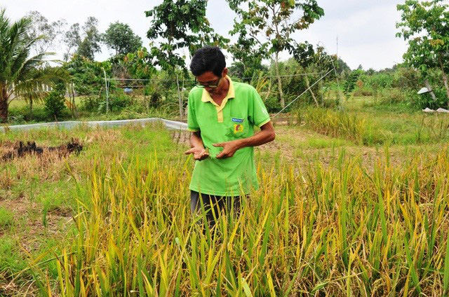 An Giang: Lão &quot;khùng&quot; ăn bờ, ngủ bụi học hết lớp 6 lai tạo thành công hơn 50 giống lúa - Ảnh 4.