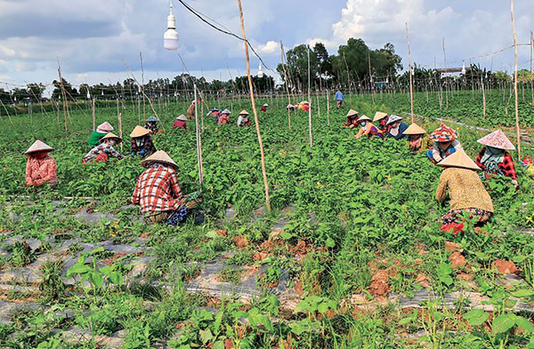 Loại rau bán đầy chợ Việt Nam, chỉ 1k/mớ mà ở Hàn lại được xem trọng vô cùng, còn phải mua từng lá một - Ảnh 1.