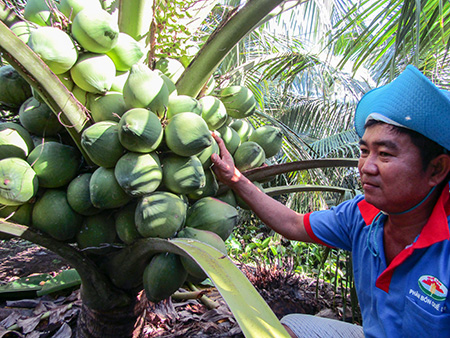 Có 2 sào đất trồng dừa xiêm thu nhập bằng 2 mẫu ruộng trồng lúa  Dân Việt