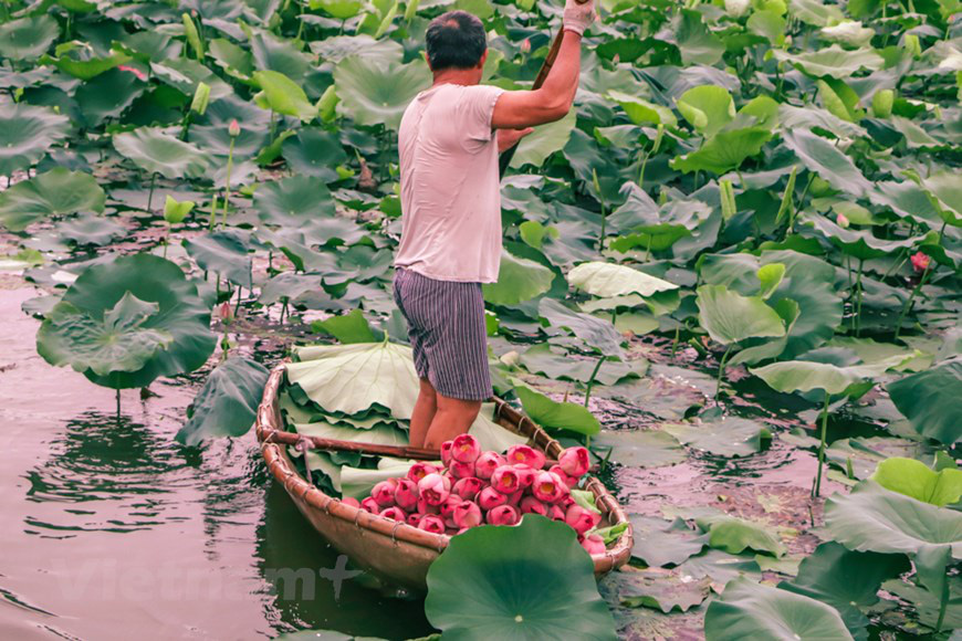 Công đoạn đưa hương sen Hồ Tây vào trà Việt  - Ảnh 3.