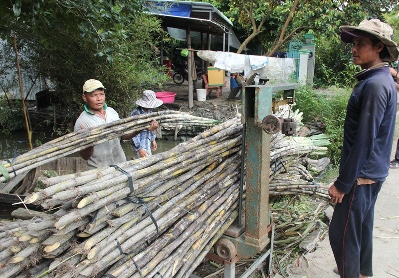 Niềm vui mía chục, nỗi lo mía nguyên liệu! - Ảnh 1.