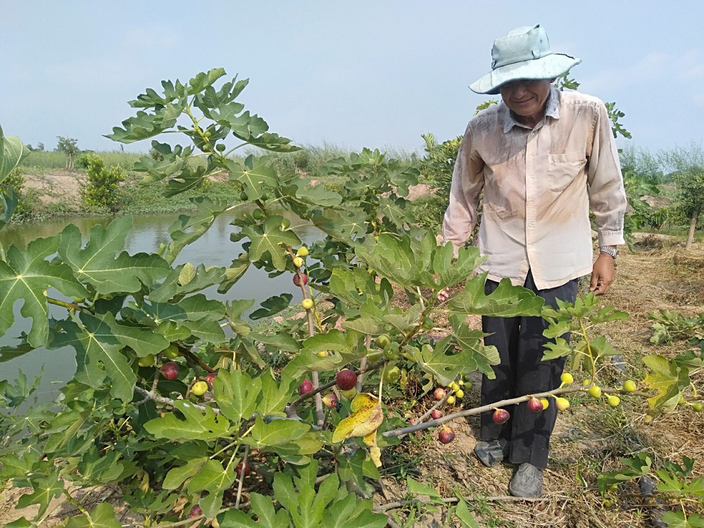 An Giang: Trồng sung lạ, cây thấp tè tè đã ra đầy trái, bán tới 150 ngàn/ký - Ảnh 1.