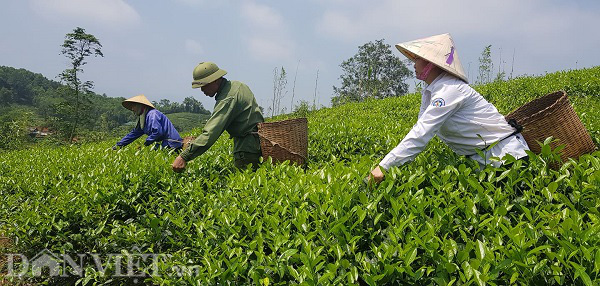 Phú Thọ: Dồn lực nâng tầm thương hiệu cây &quot;đắng chát&quot;, cứ có khách là mang ra mời - Ảnh 3.