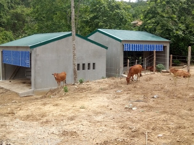 Vụ chuồng bò kiểu mẫu 236 triệu ở Nghệ An: Cục Chăn nuôi nói không hiểu xây quy mô thế nào - Ảnh 1.