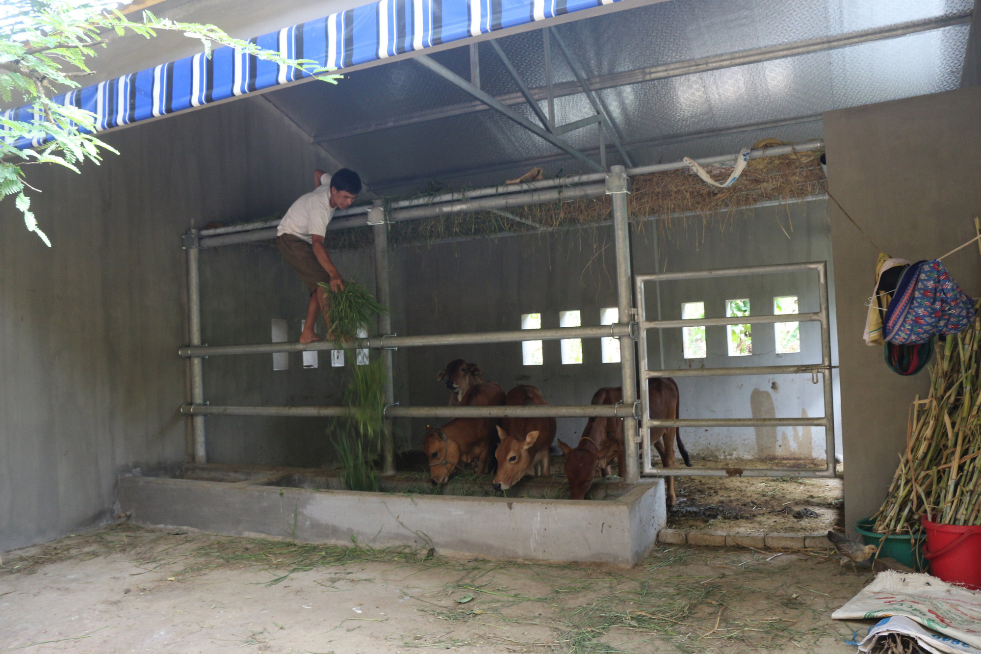 Cận cảnh “biệt thự” cho bò giá hơn 230 triệu đồng ở Nghệ An - Ảnh 4.