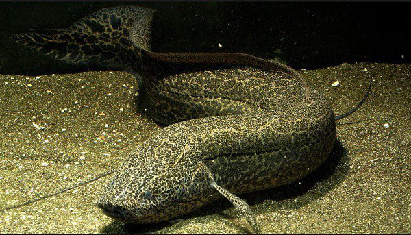 Loài cá siêu dị: Thích sống trên cạn, chết đuổi nếu ở dưới nước quá lâu - Ảnh 10.