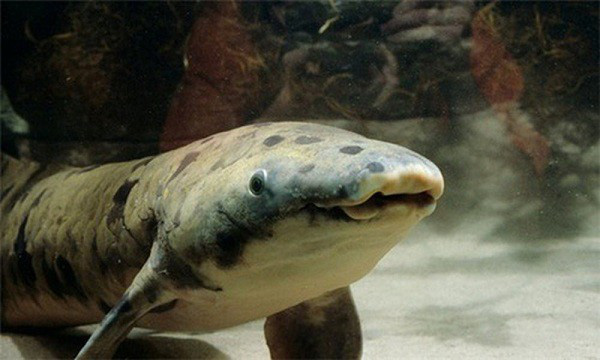 Loài cá siêu dị: Thích sống trên cạn, chết đuổi nếu ở dưới nước quá lâu - Ảnh 2.