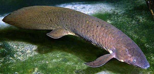 Loài cá siêu dị: Thích sống trên cạn, chết đuổi nếu ở dưới nước quá lâu - Ảnh 3.