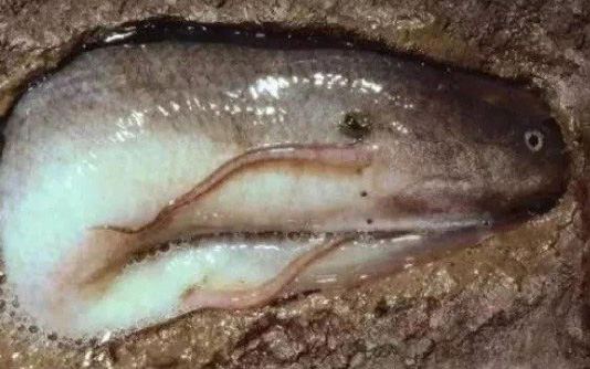 Loài cá siêu dị: Thích sống trên cạn, chết đuối nếu ở dưới nước quá lâu
