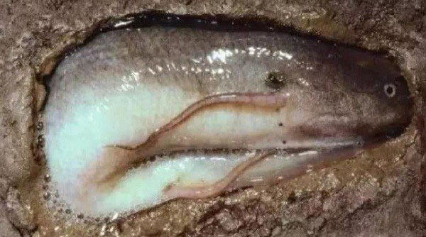 Loài cá siêu dị: Thích sống trên cạn, chết đuổi nếu ở dưới nước quá lâu - Ảnh 5.