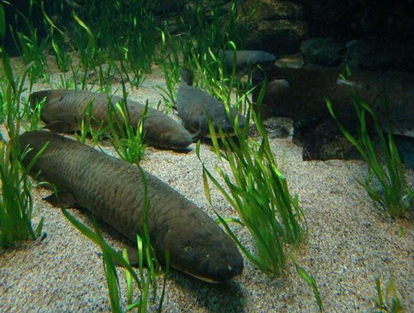 Loài cá siêu dị: Thích sống trên cạn, chết đuổi nếu ở dưới nước quá lâu - Ảnh 6.