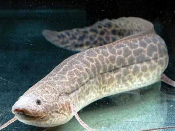 Loài cá siêu dị: Thích sống trên cạn, chết đuổi nếu ở dưới nước quá lâu - Ảnh 8.