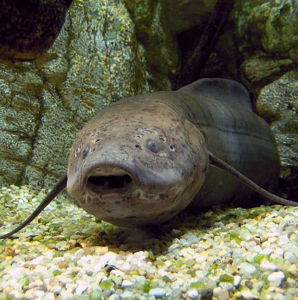 Loài cá siêu dị: Thích sống trên cạn, chết đuổi nếu ở dưới nước quá lâu - Ảnh 9.