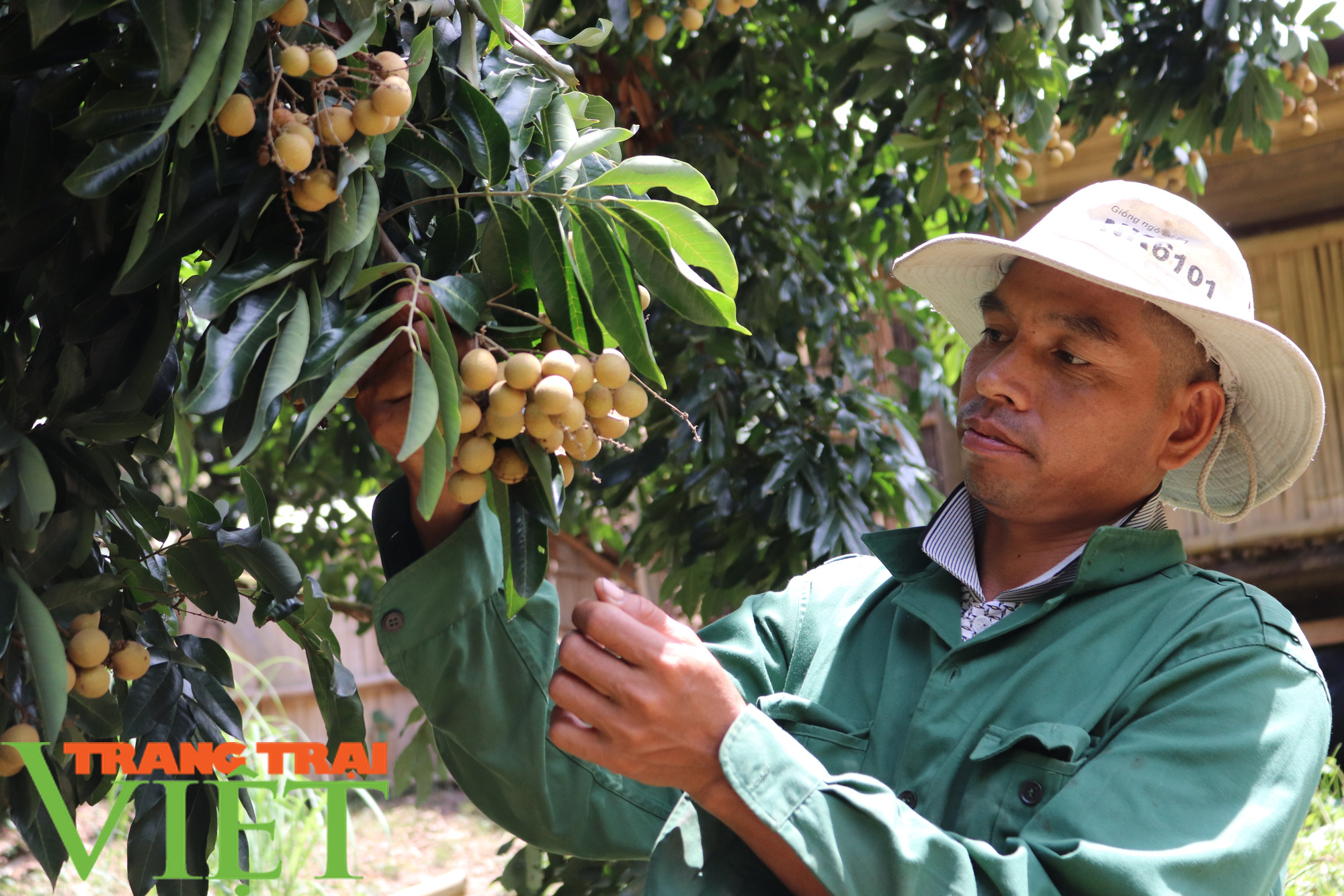 Sơn La: Xuất khẩu gần 30 tấn nhãn sang Trung Quốc - Ảnh 1.