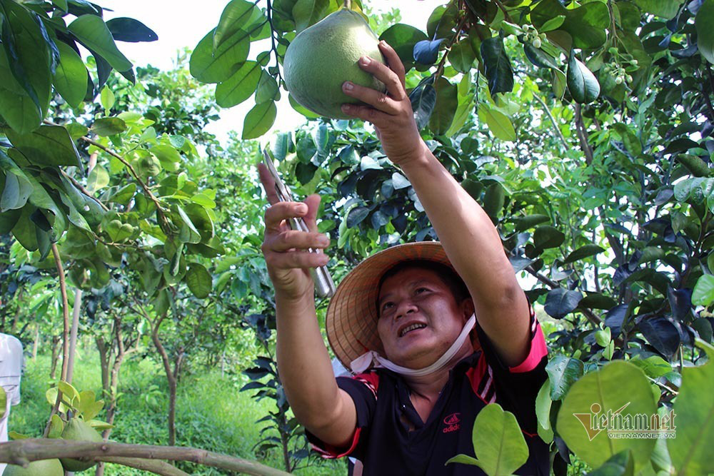 Miền Tây xuất hiện bưởi lạ: Chưa được phép nhưng ai thích cứ trồng - Ảnh 2.