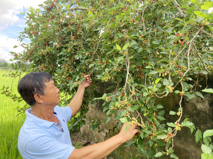 An Giang: Trồng trái ương thì xanh, chín thì đỏ, càng chín càng đen sì cho thu nhập cực ổn - Ảnh 5.