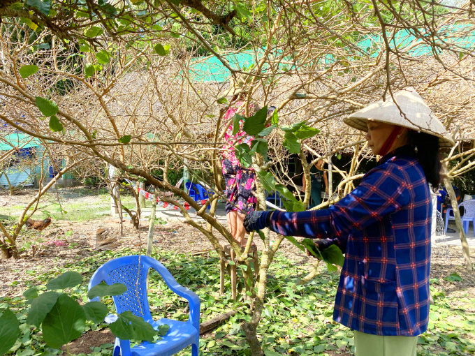 An Giang: Trồng dâu tằm lấy trái cho thu nhập ổn định - Ảnh 6.