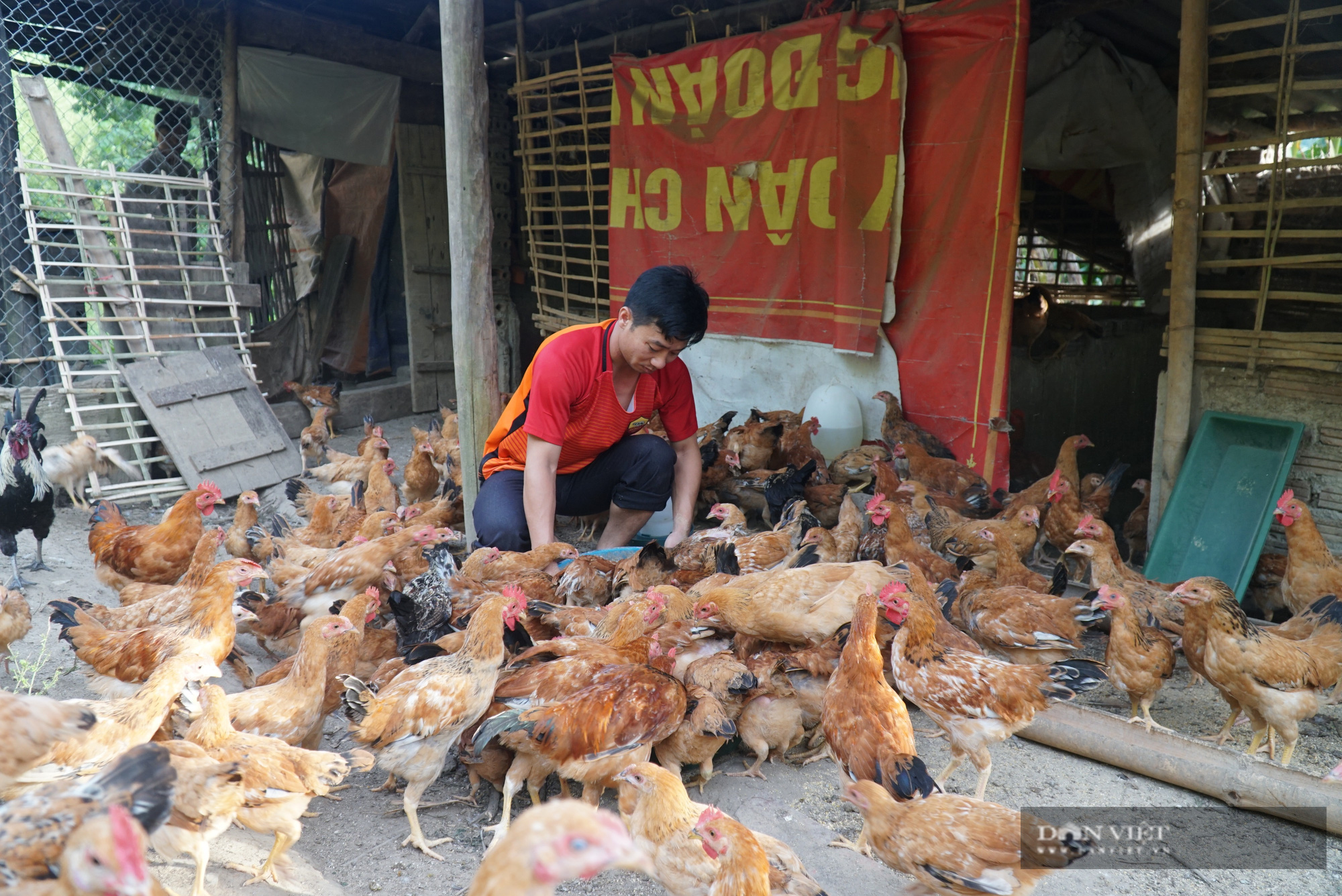 Nhờ “tuyệt chiêu” đơn giản này, một thầy giáo ở huyện Trạm Tấu đã có thu nhập cao từ nuôi gà, trồng cây ăn trái - Ảnh 2.