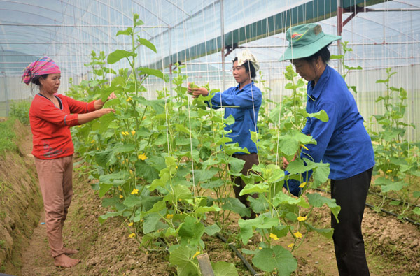 Hội làm “bà đỡ”, nông dân yên tâm làm giàu - Ảnh 1.