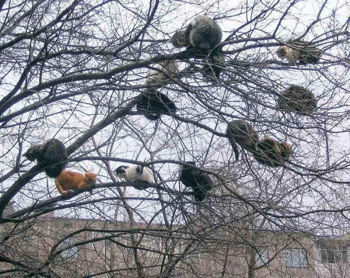1.001 cách ngủ trên cây đáng yêu &quot;nhất quả đất&quot; của loài mèo - Ảnh 1.