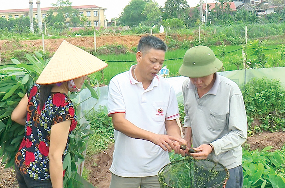 Phú Thọ: Ở đây dân nuôi loài ốc gì mà ai cũng bảo lãi gấp 10 lần so với cấy lúa? - Ảnh 1.