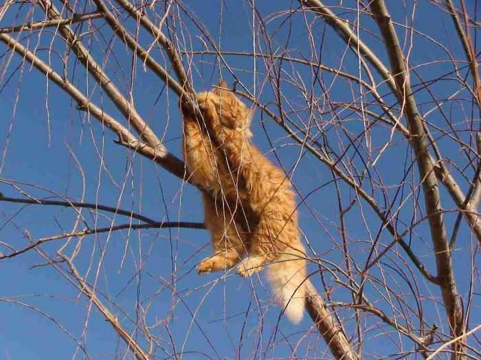 1.001 cách ngủ trên cây đáng yêu &quot;nhất quả đất&quot; của loài mèo - Ảnh 7.