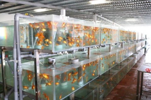 TP Hồ Chí Minh: Hơn 20 triệu con cá cảnh xuất khẩu đi đâu mà thu về hơn 22 triệu USD? - Ảnh 1.