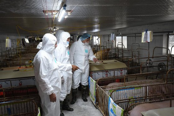 Thái Lan giảm xuất khẩu thịt heo sang Việt Nam - Ảnh 3.