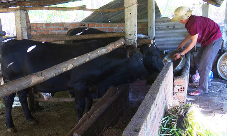 Phú Yên: Nuôi những con bò lạ, vóc dáng to bự, nhiều nông dân khá giả - Ảnh 1.